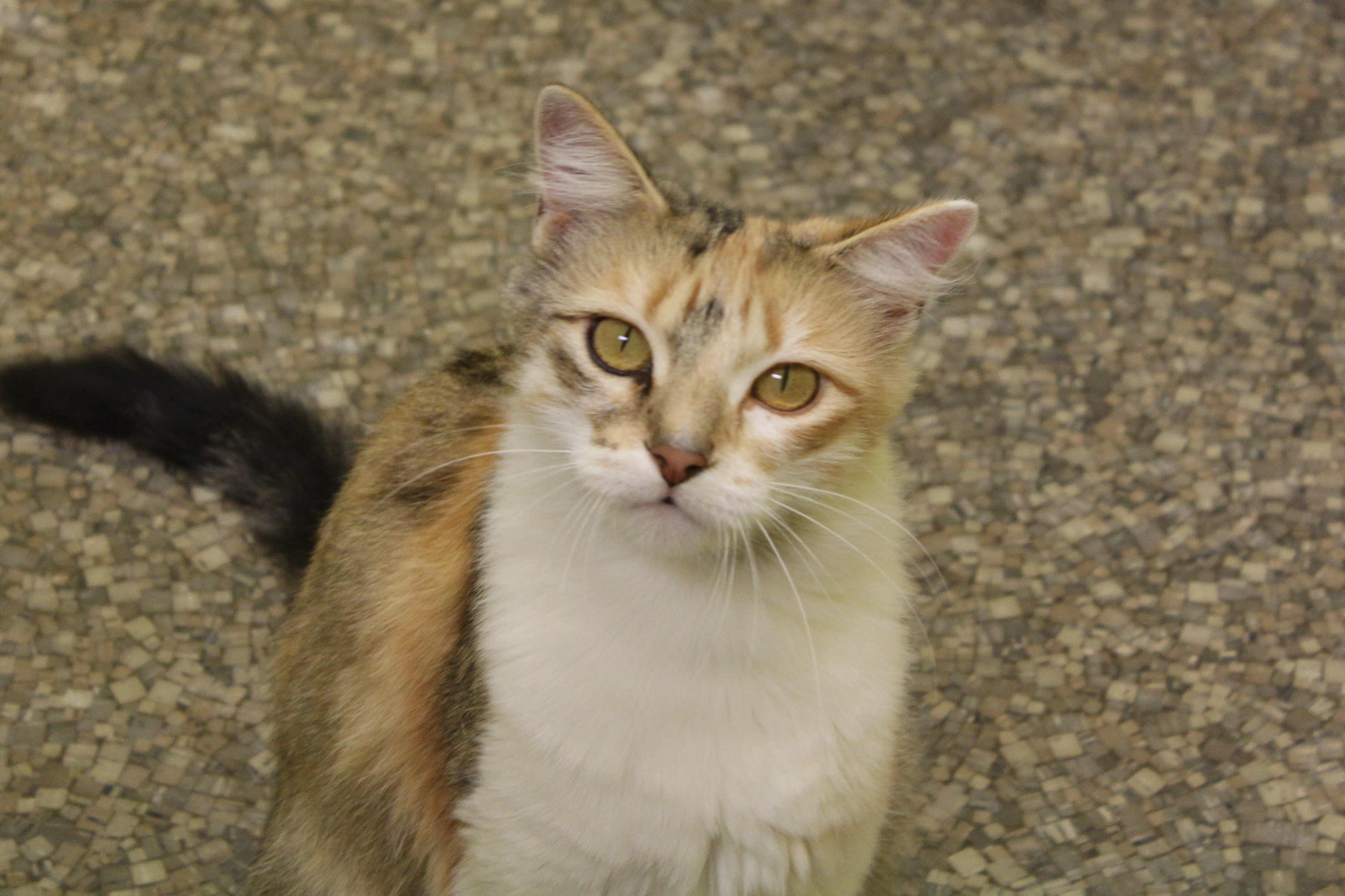 Enlarge Lola, a Adoptable Torbie in Memphis, TN image 3/10