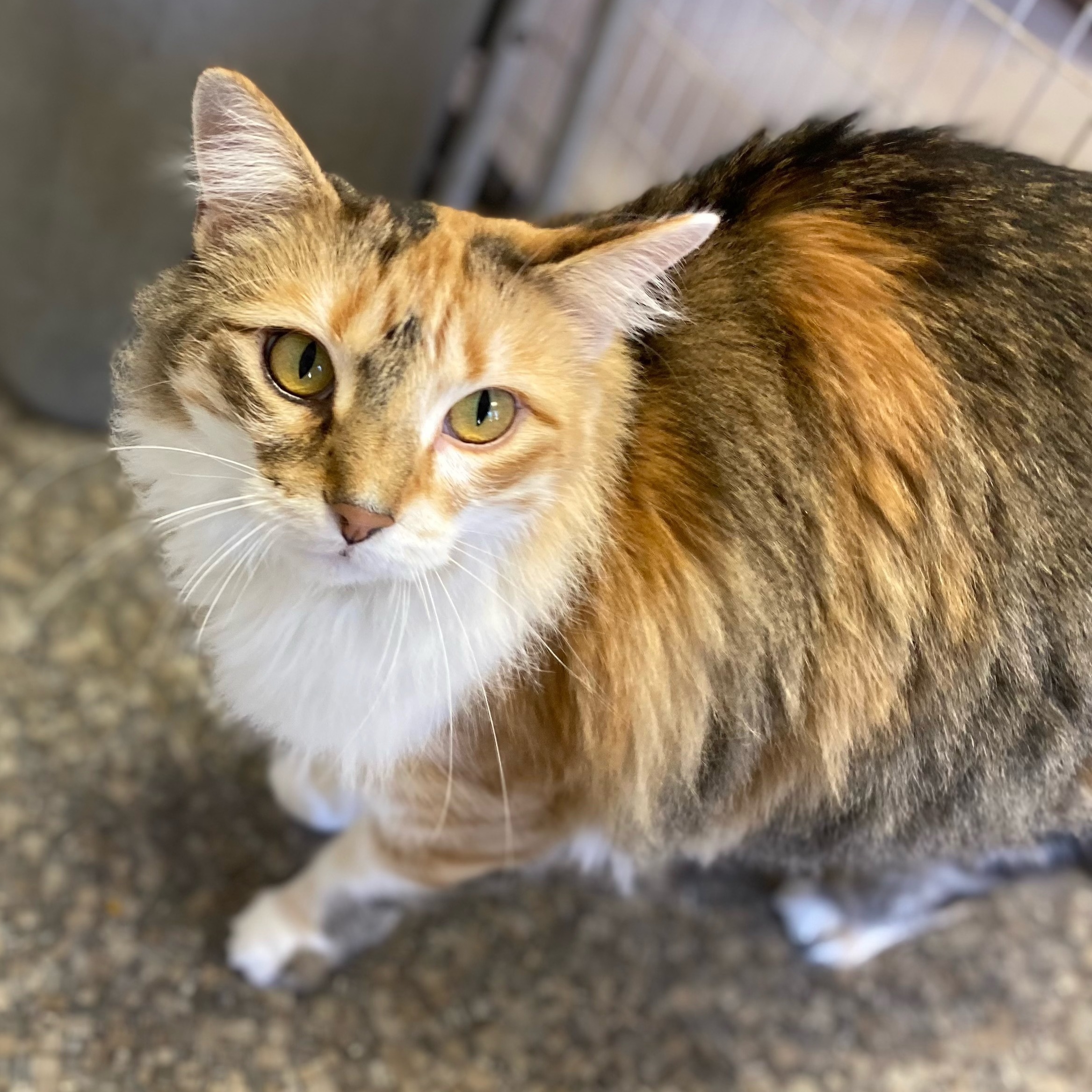 Enlarge Lola, a Adoptable Torbie in Memphis, TN image 4/10