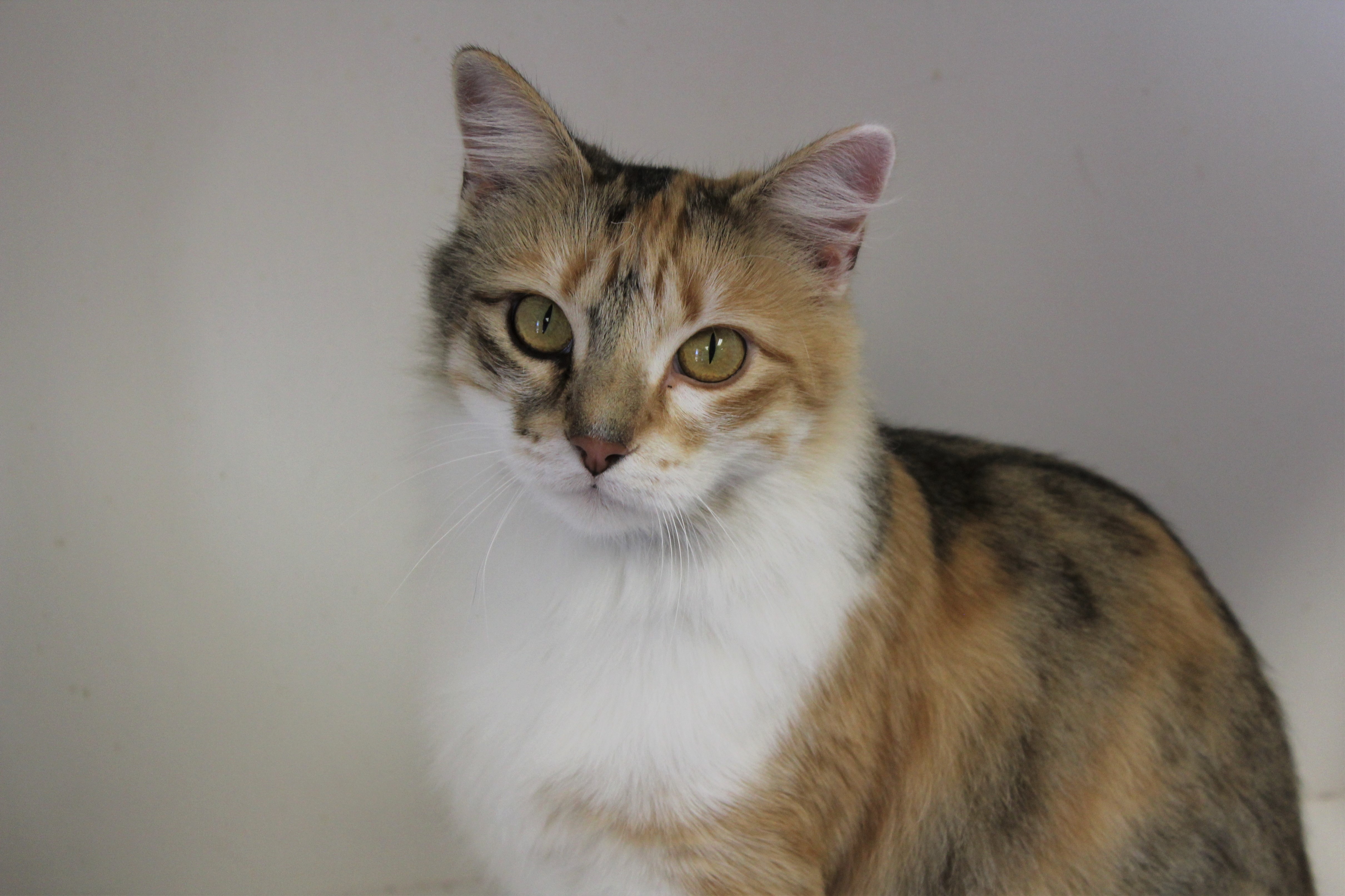 Enlarge Lola, a Adoptable Torbie in Memphis, TN image 5/10