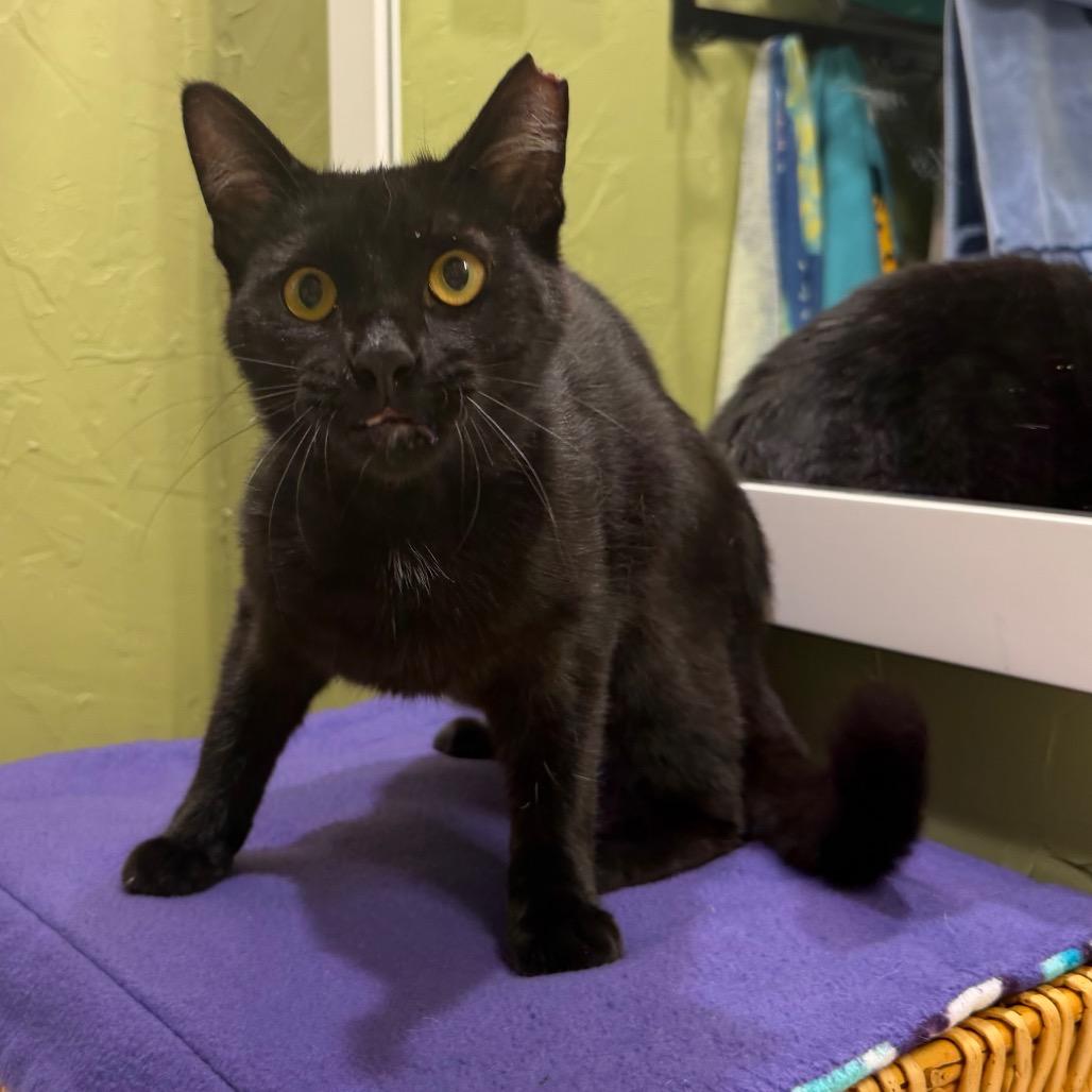 Bumper, Adoptable, Young Male Domestic Short Hair.