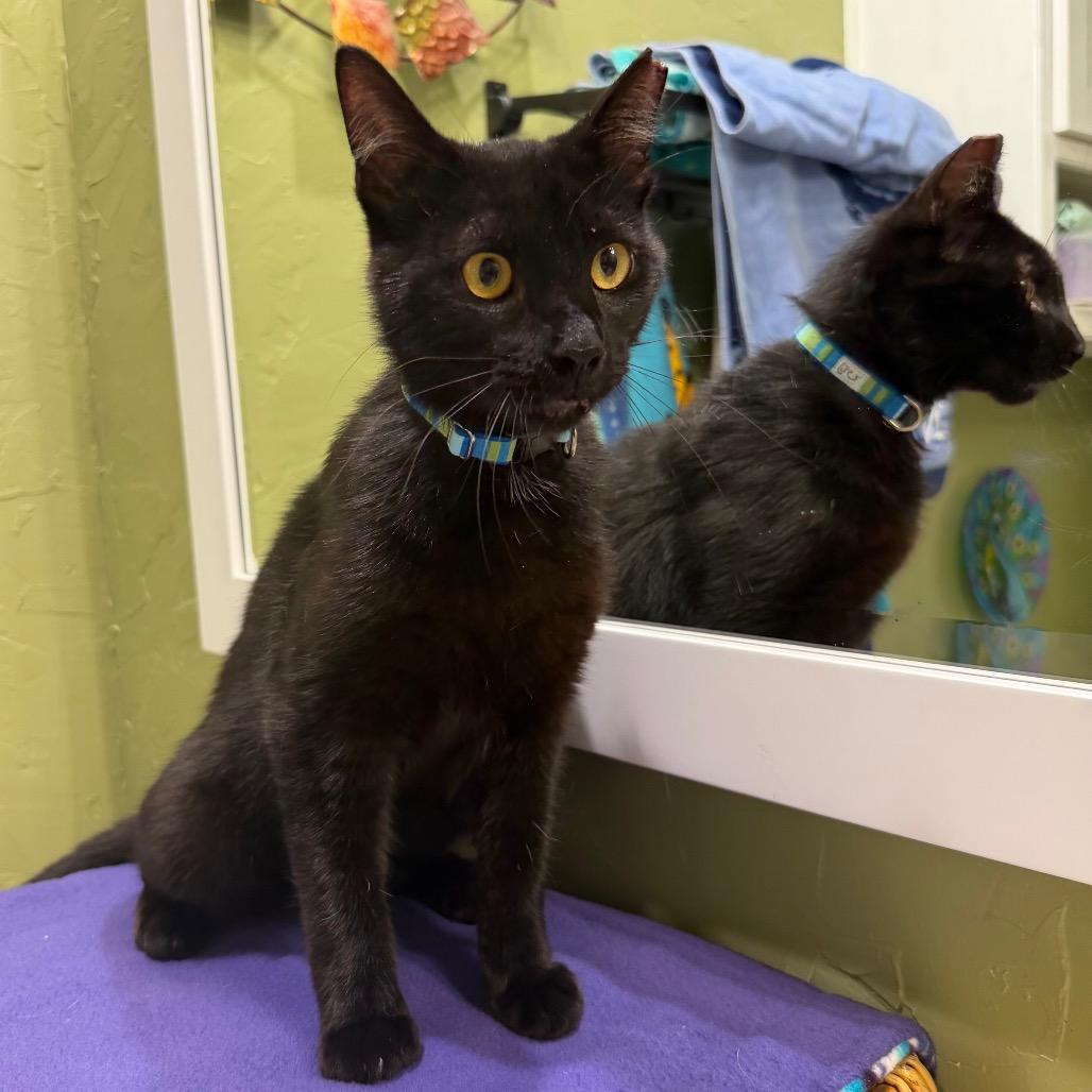 Bumper, a Adoptable Domestic Short Hair in Flower Mound, TX image 2/6