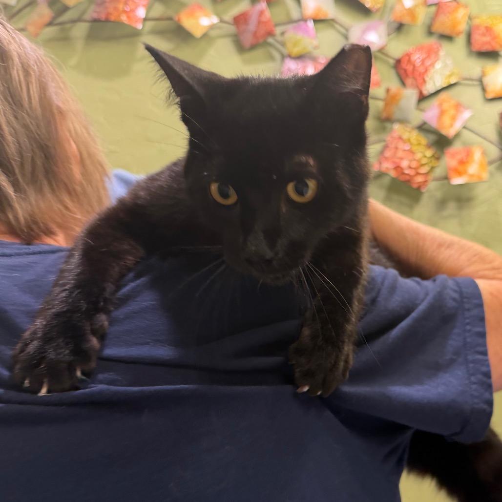 Bumper, a Adoptable Domestic Short Hair in Flower Mound, TX image 3/6