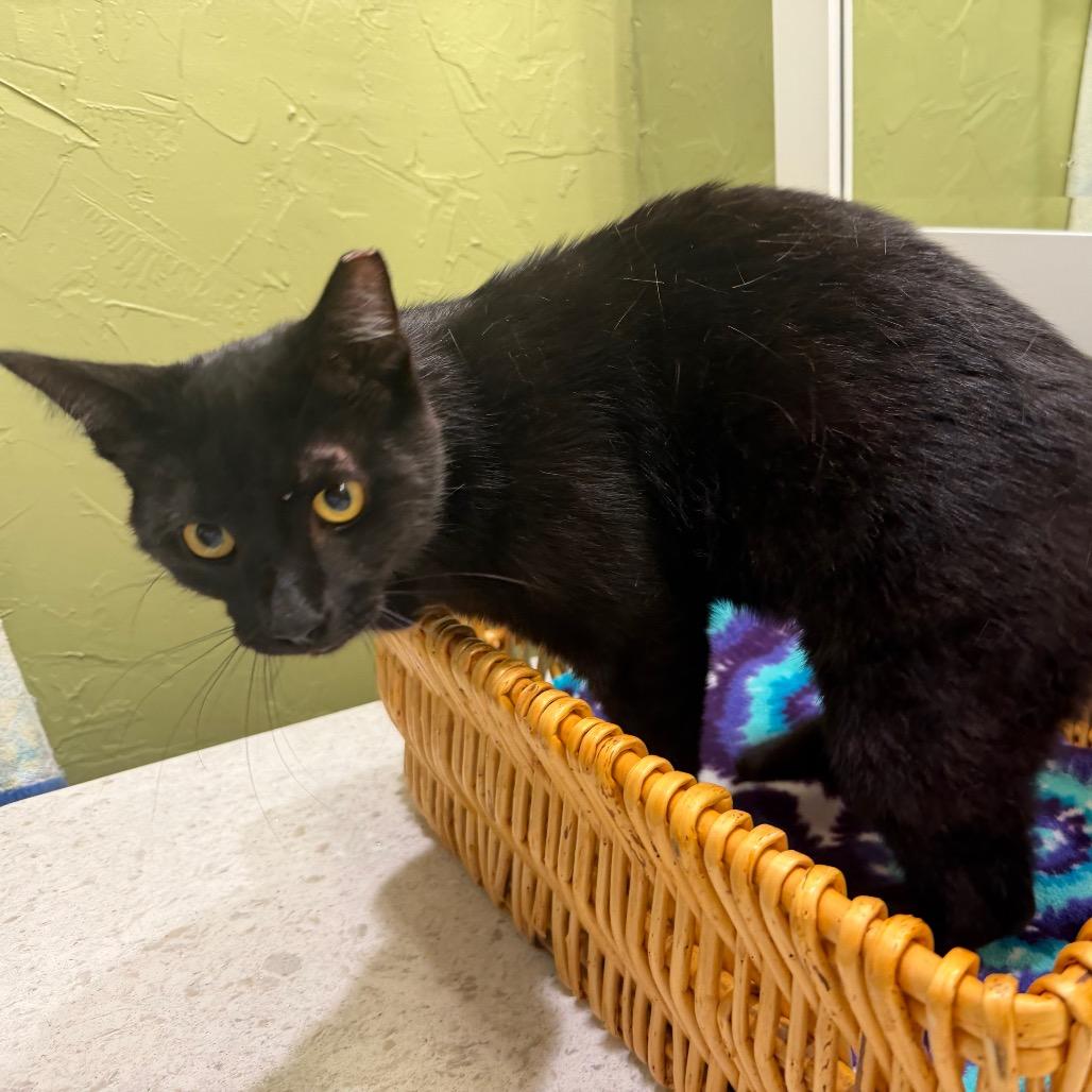 Bumper, a Adoptable Domestic Short Hair in Flower Mound, TX image 4/6