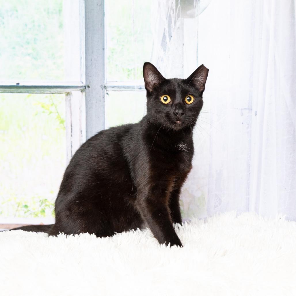 Bumper, a Adoptable Domestic Short Hair in Flower Mound, TX image 5/6