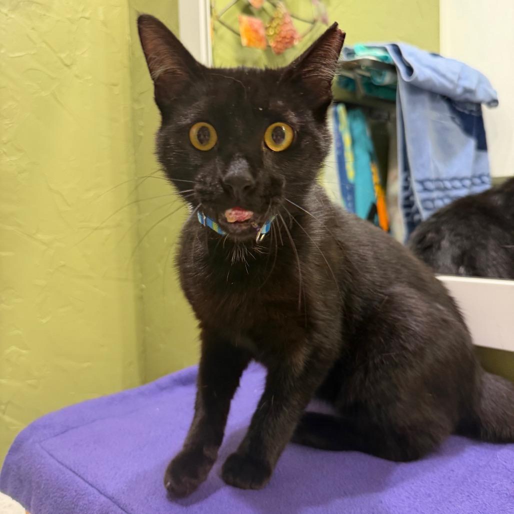 Bumper, a Adoptable Domestic Short Hair in Flower Mound, TX image 6/6