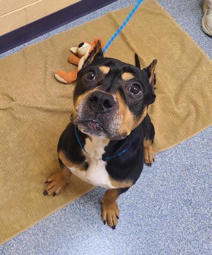 Mako, Adoptable, Adult Male Pit Bull Terrier & Mixed Breed.