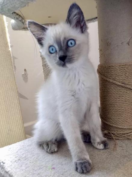Cookie - COMING SOON, adopted, Kitten Female Domestic Medium Hair.
