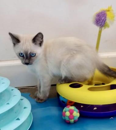 Cookie - COMING SOON, an adopted Domestic Medium Hair in Prescott, AZ image 3/3