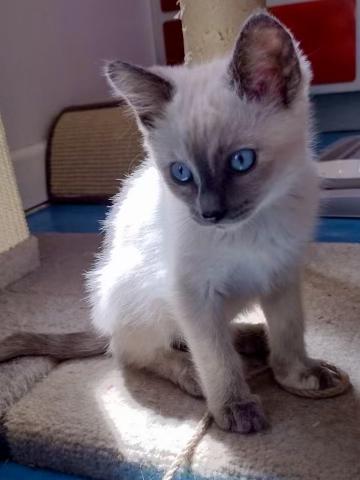 Cookie - COMING SOON, an adopted Domestic Medium Hair in Prescott, AZ image 2/3