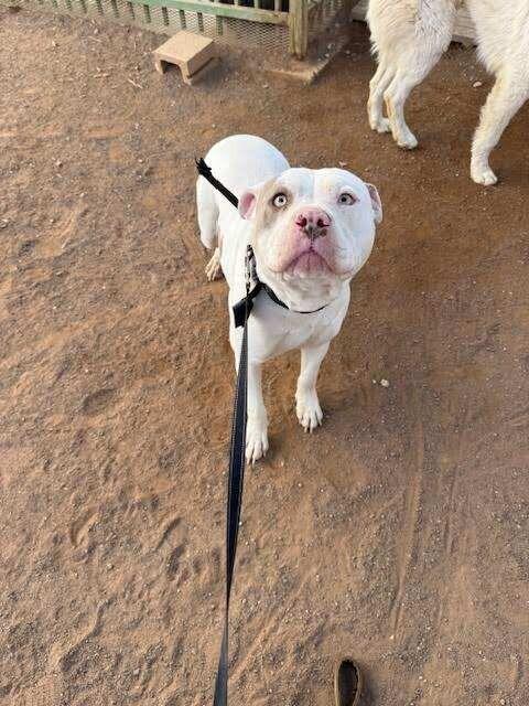 Thor, Adoptable, Adult Male Pit Bull Terrier.