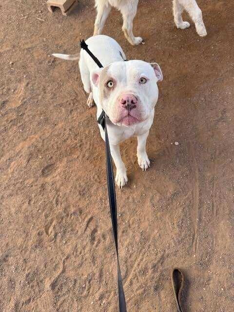 Enlarge Thor, a Adoptable Pit Bull Terrier in Hobbs, NM image 2/6