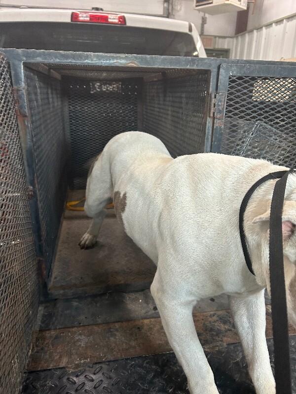 Enlarge Thor, a Adoptable Pit Bull Terrier in Hobbs, NM image 4/6