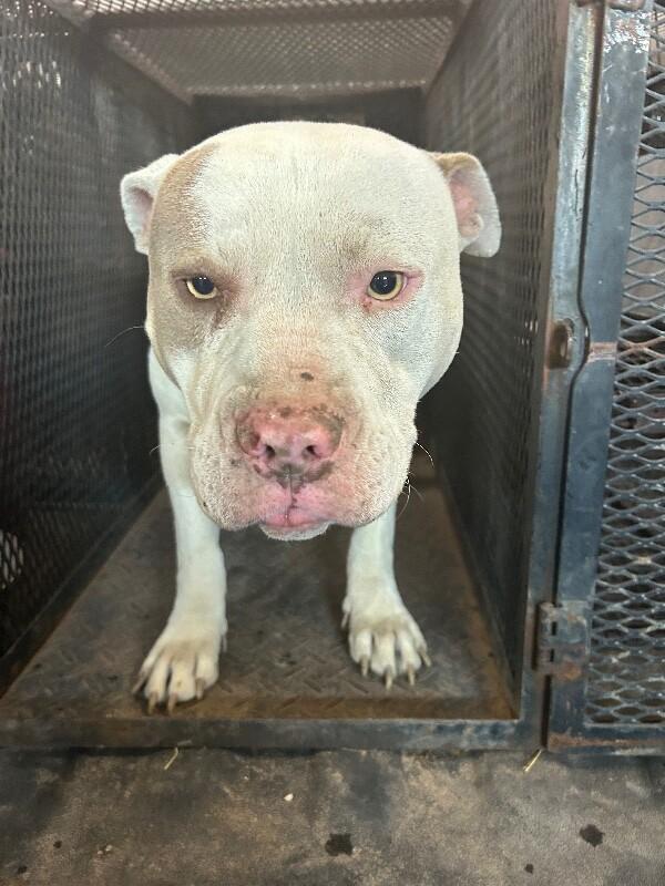 Enlarge Thor, a Adoptable Pit Bull Terrier in Hobbs, NM image 5/6