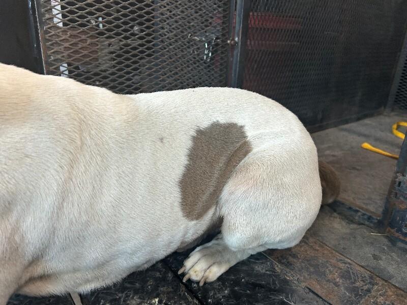 Enlarge Thor, a Adoptable Pit Bull Terrier in Hobbs, NM image 6/6