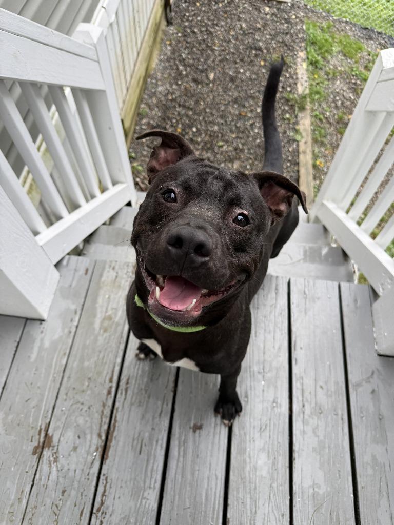 Stitch, a Adoptable mixed breed in Hyde Park, NY image 2/6