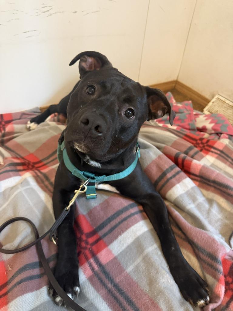 Stitch, a Adoptable mixed breed in Hyde Park, NY image 3/6