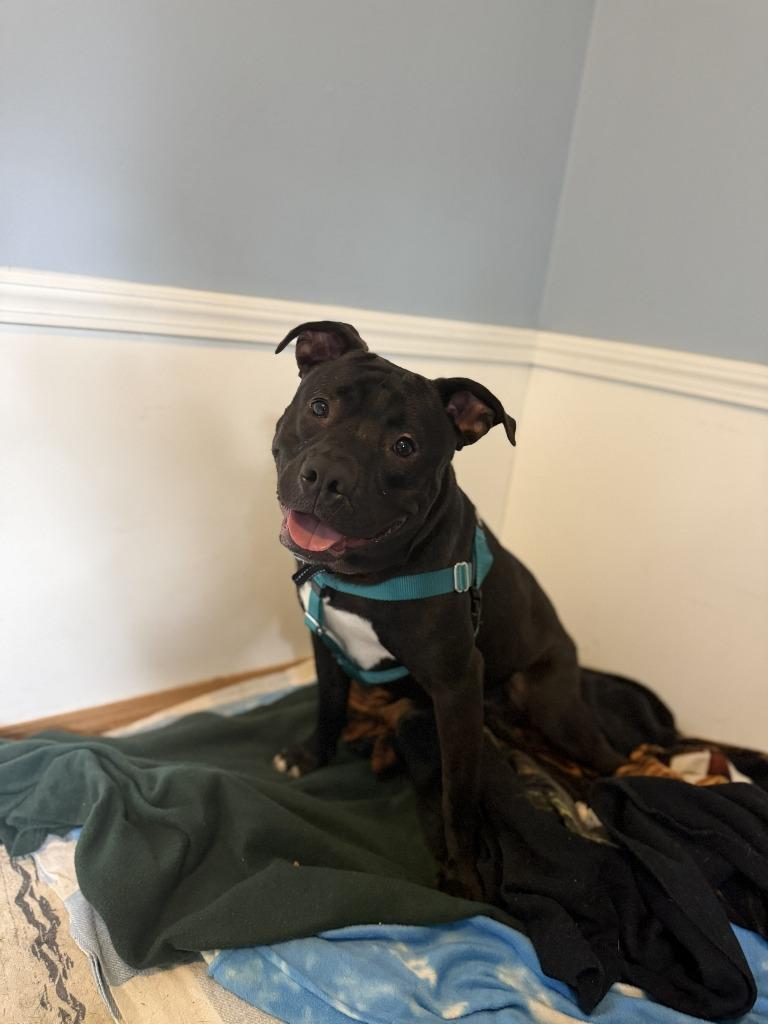 Stitch, a Adoptable mixed breed in Hyde Park, NY image 4/6