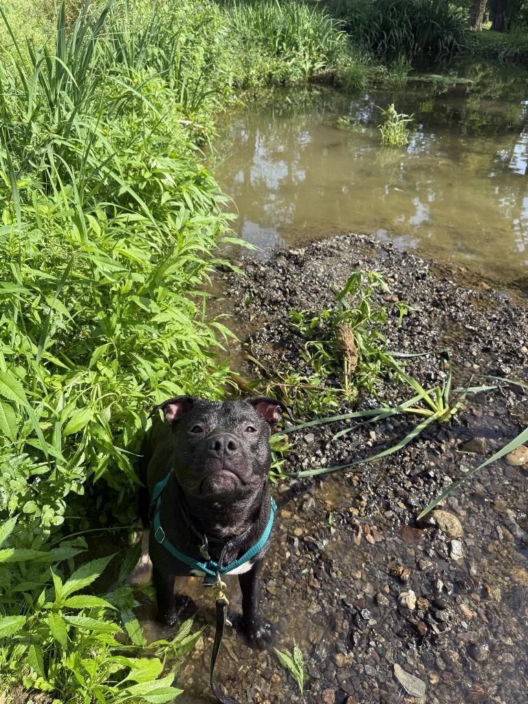 Stitch, a Adoptable mixed breed in Hyde Park, NY image 5/6