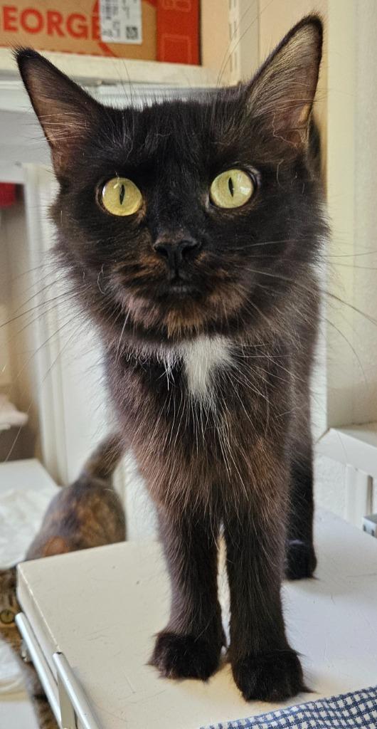 Tinkerbell thumbnail 3