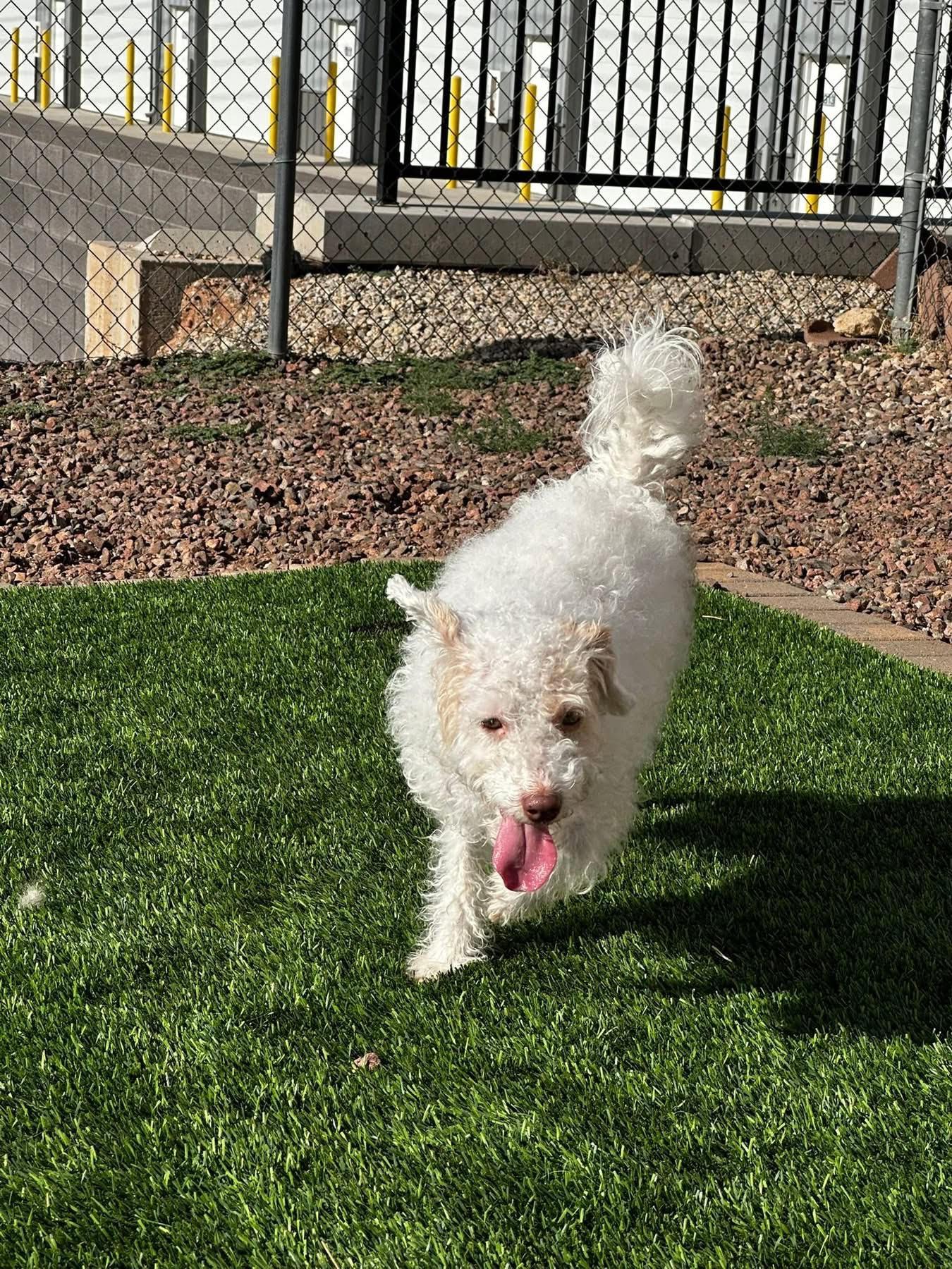 Olive, adopted, Adult Female Poodle & Schnauzer.