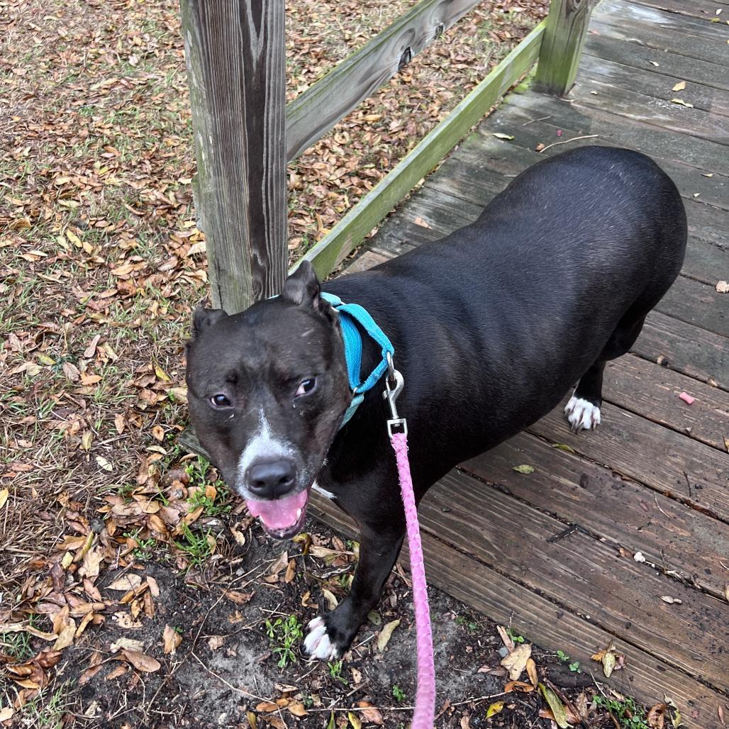 Enlarge Hamilton, a Adoptable Mixed Breed in Jacksonville, FL image 2/6