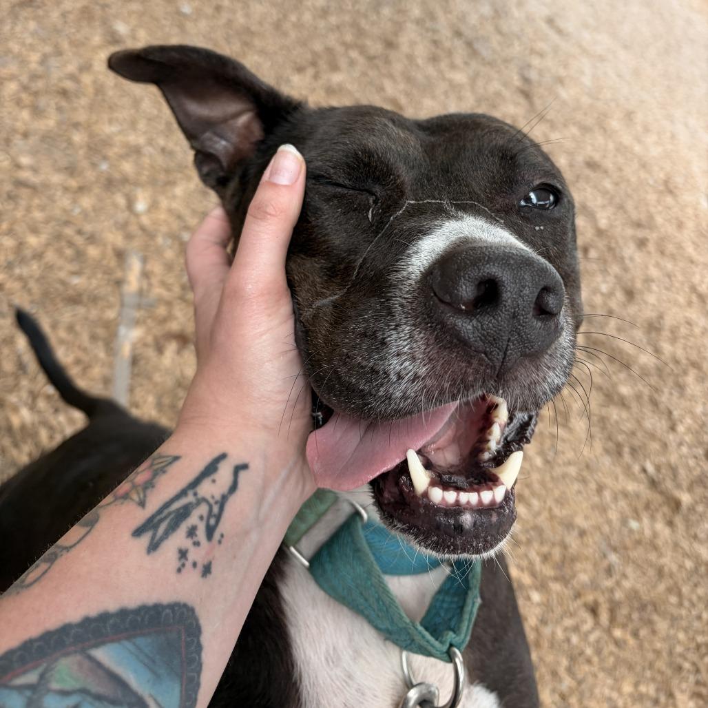 Hamilton, a Adoptable Mixed Breed in Jacksonville, FL image 3/6