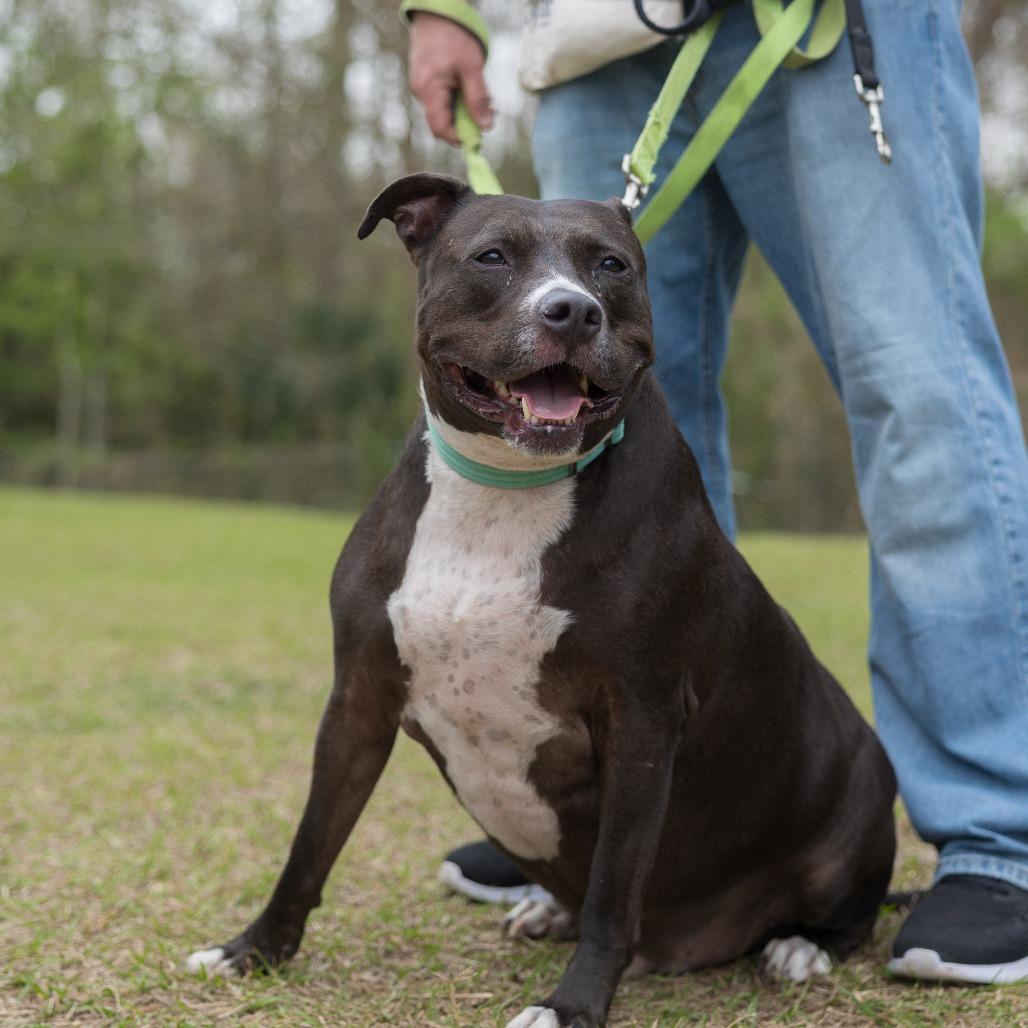 Enlarge Hamilton, a Adoptable Mixed Breed in Jacksonville, FL image 3/6