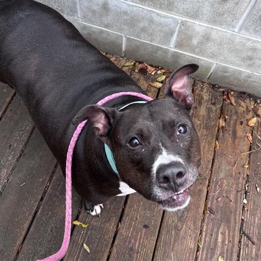 Enlarge Hamilton, a Adoptable Mixed Breed in Jacksonville, FL image 4/6