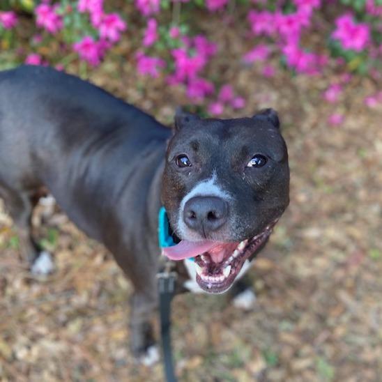 Enlarge Hamilton, a Adoptable Mixed Breed in Jacksonville, FL image 5/6