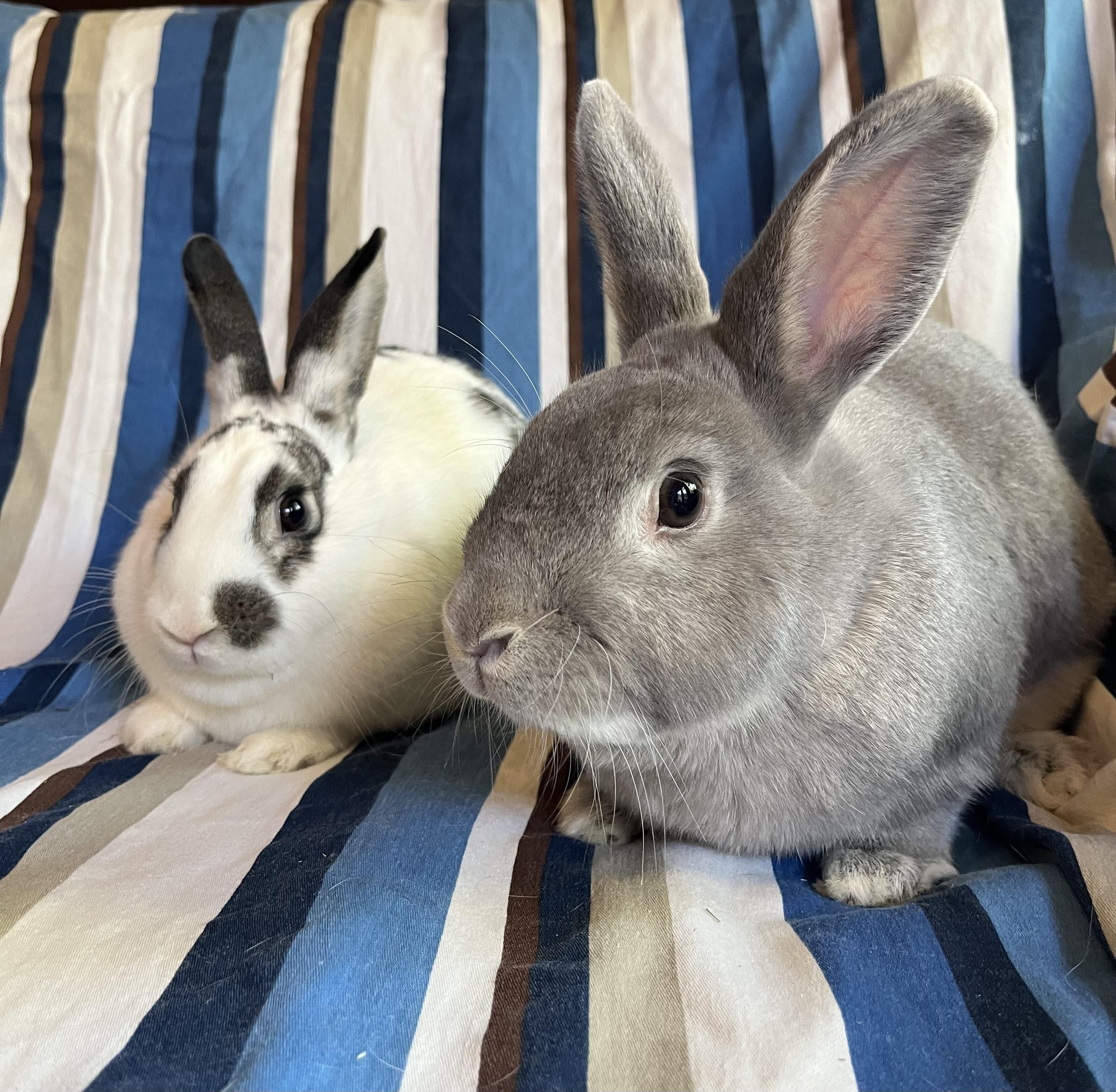 Queso Blanco and Guacamole, an adopted mixed breed in Livermore, CA image 3/6