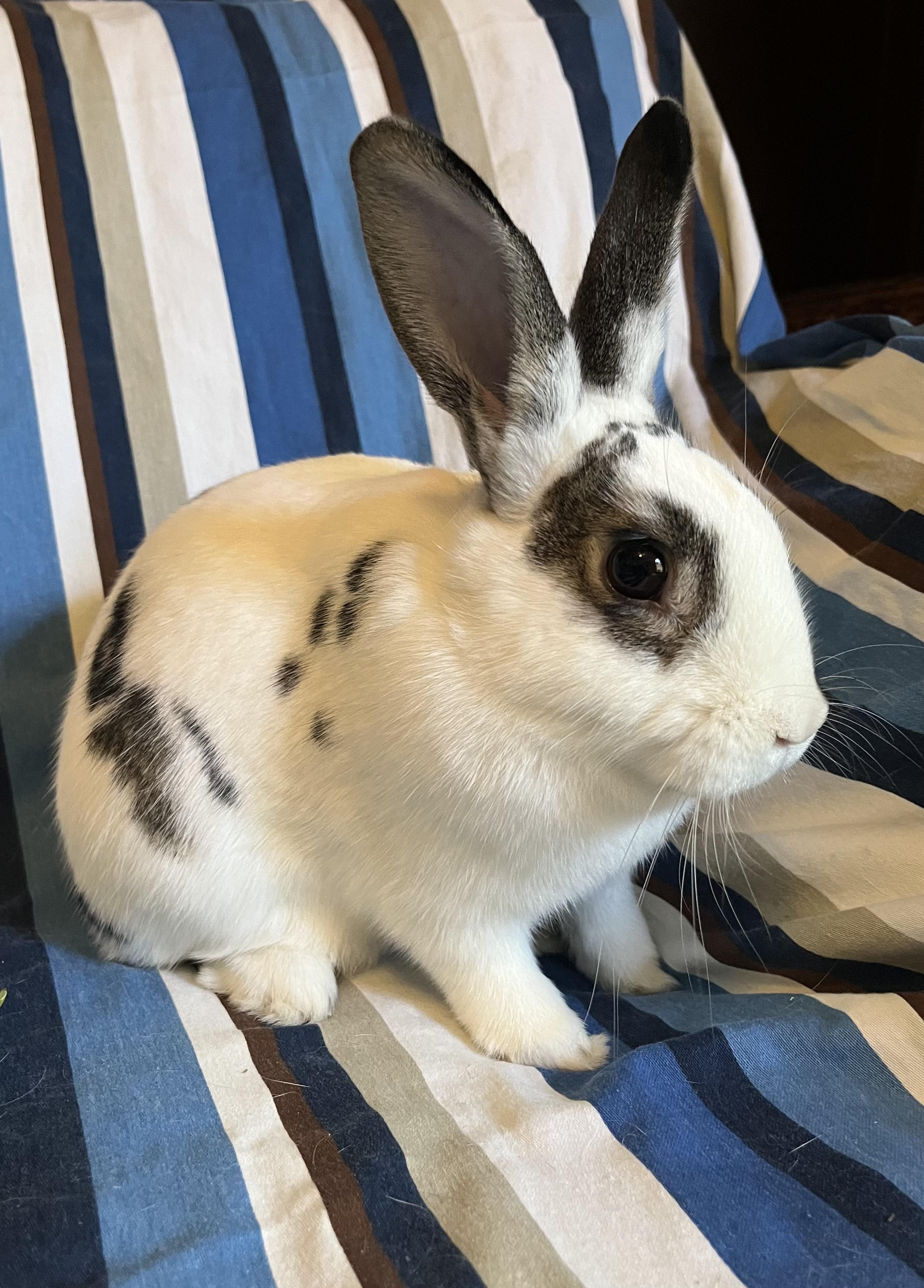 Queso Blanco and Guacamole, an adopted mixed breed in Livermore, CA image 4/6