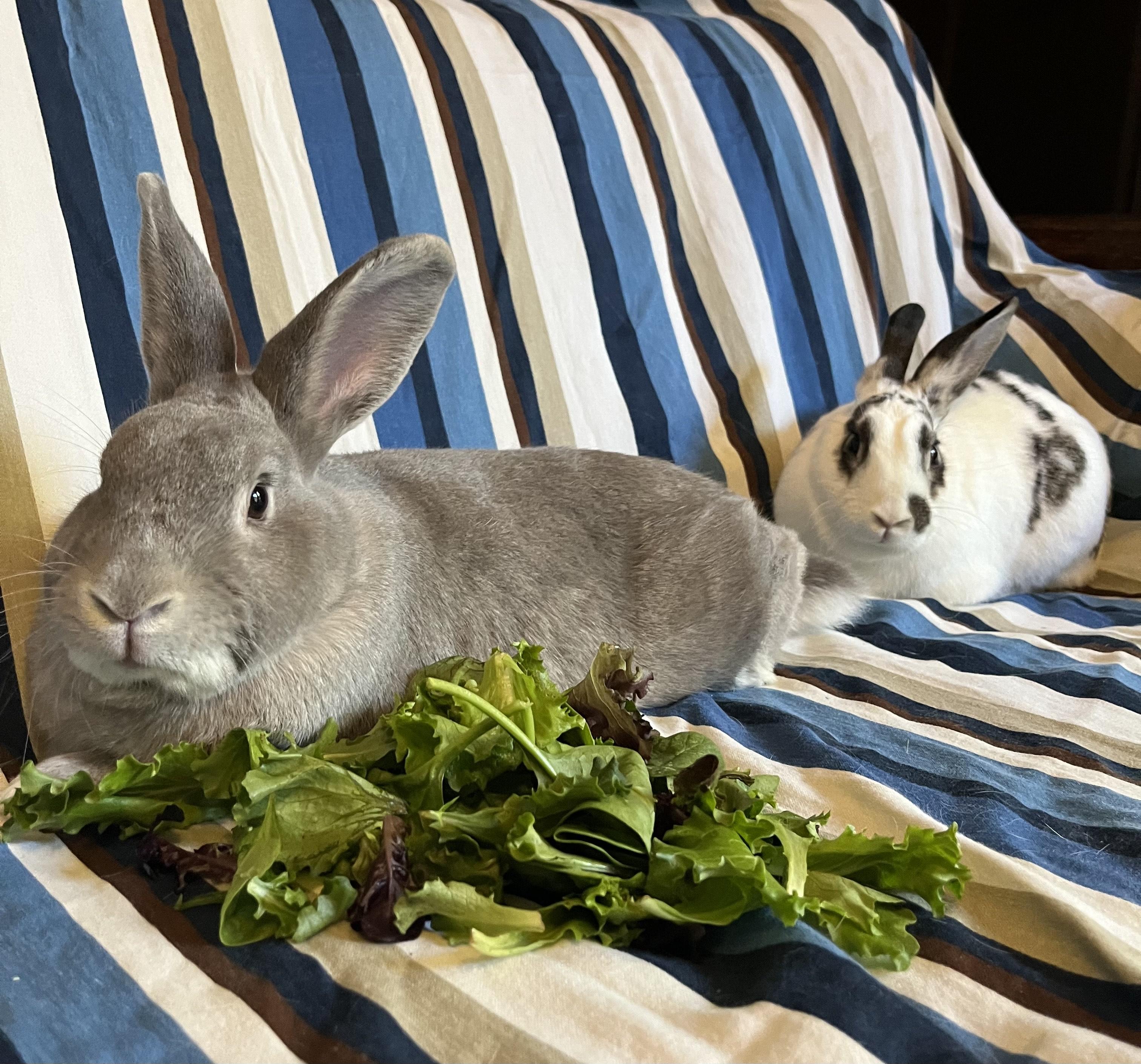 Queso Blanco and Guacamole, an adopted mixed breed in Livermore, CA image 5/6