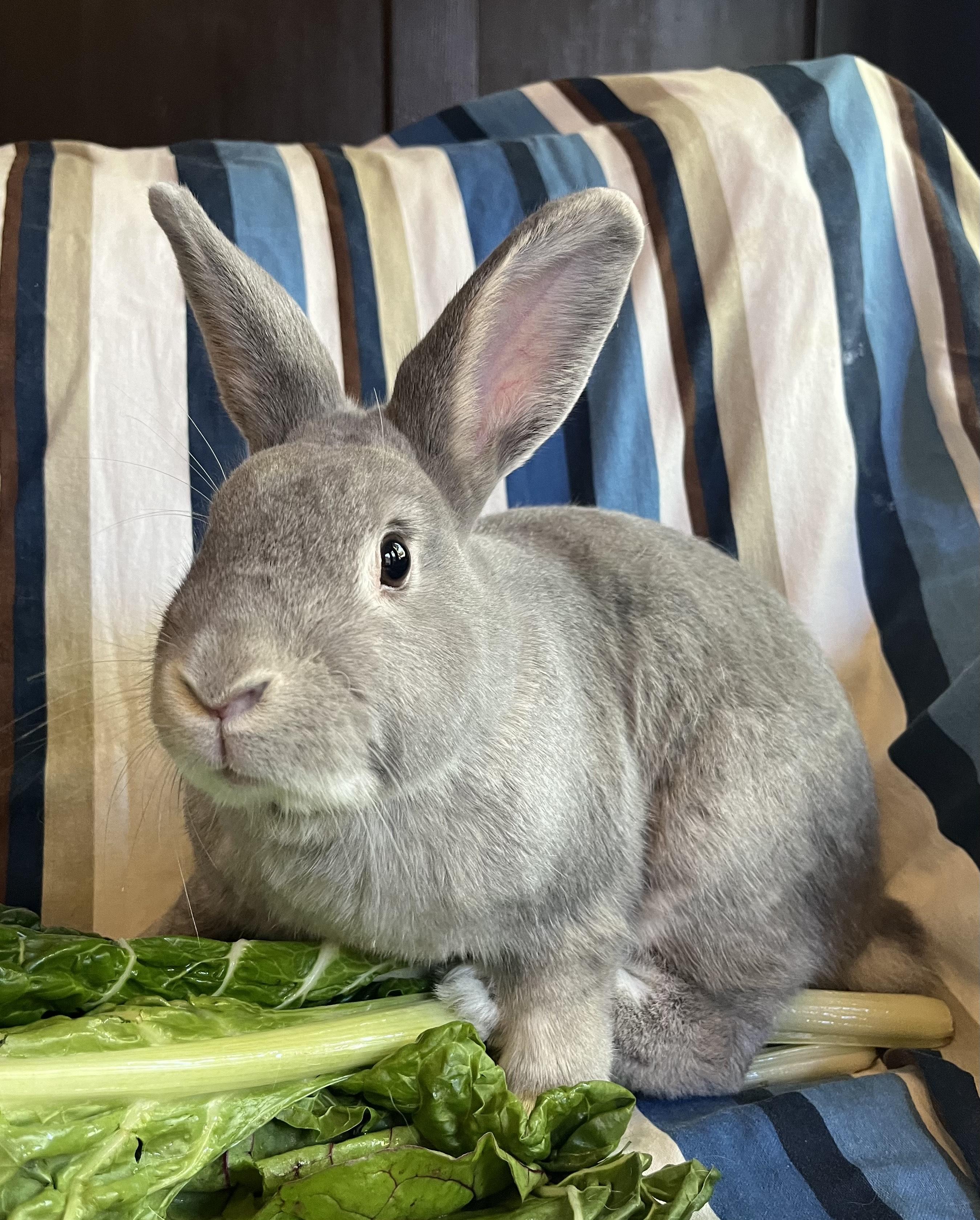 Queso Blanco and Guacamole, an adopted mixed breed in Livermore, CA image 6/6