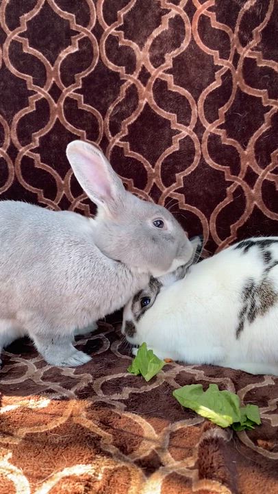 Enlarge Queso Blanco and Guacamole, an adopted mixed breed in Livermore, CA video 2/6