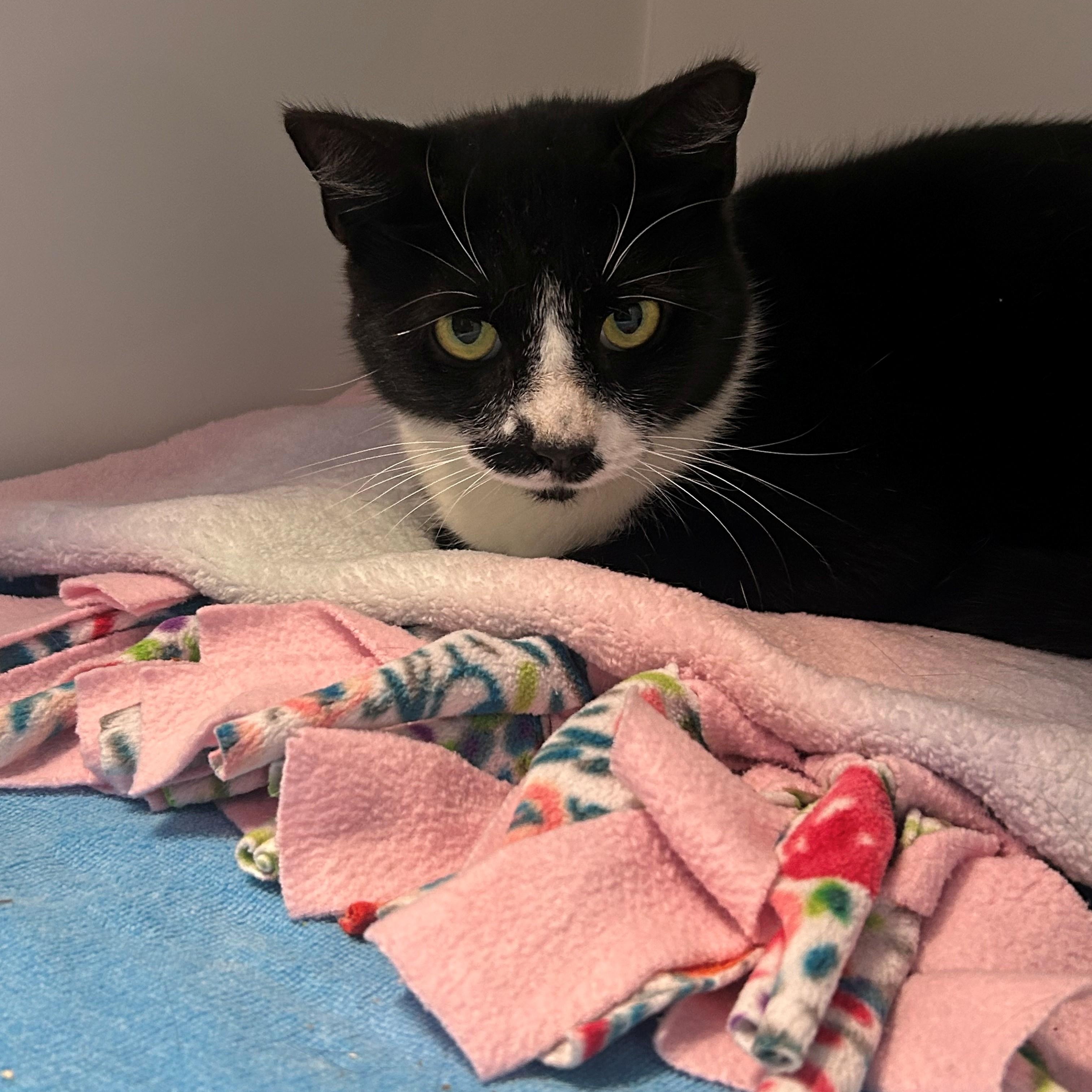 Enlarge Stache, an adoptable Domestic Short Hair in Margate, FL image 1/1