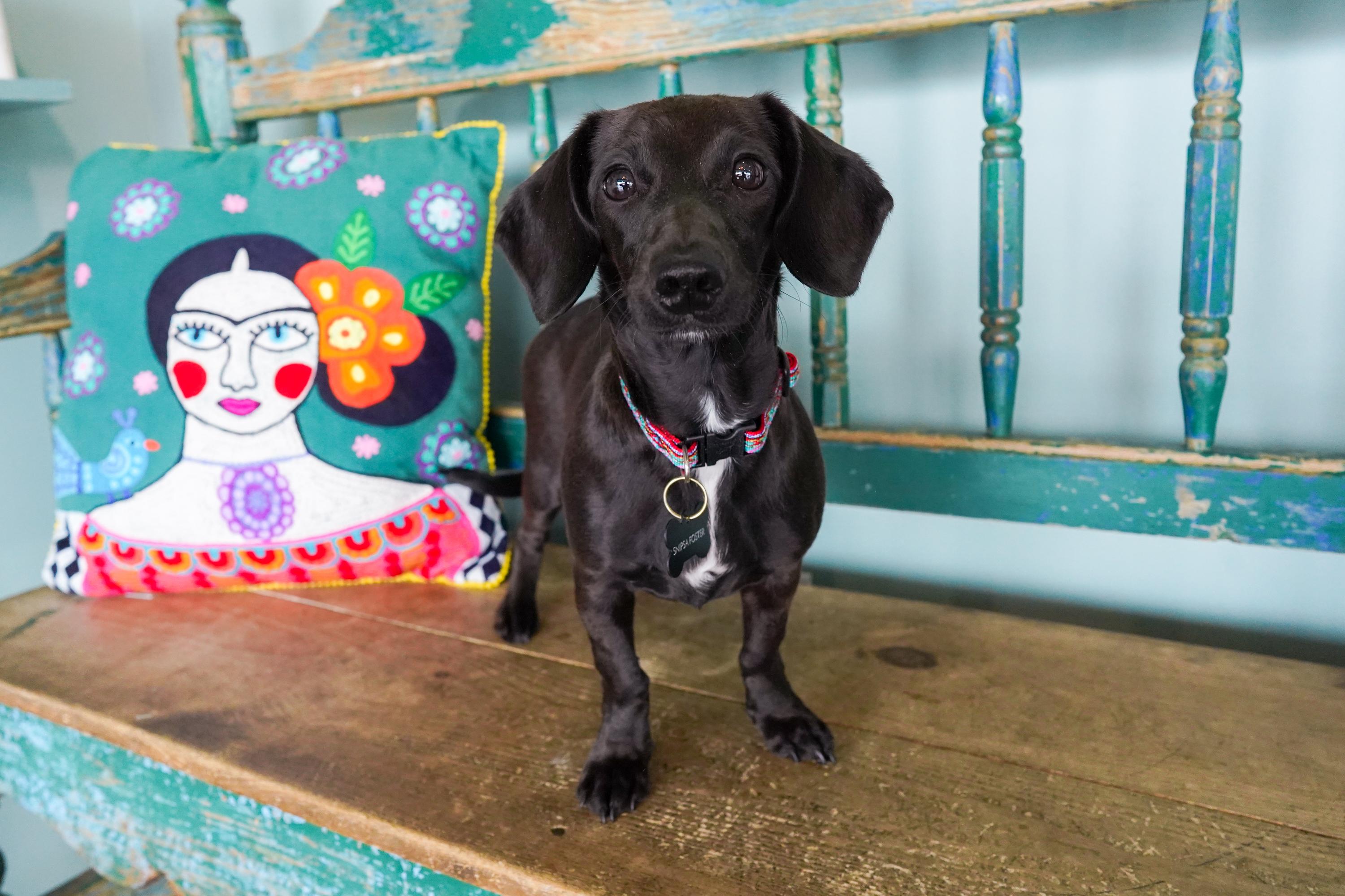 Enlarge Periwinkle, a Adopted Dachshund in San Antonio, TX image 3/5