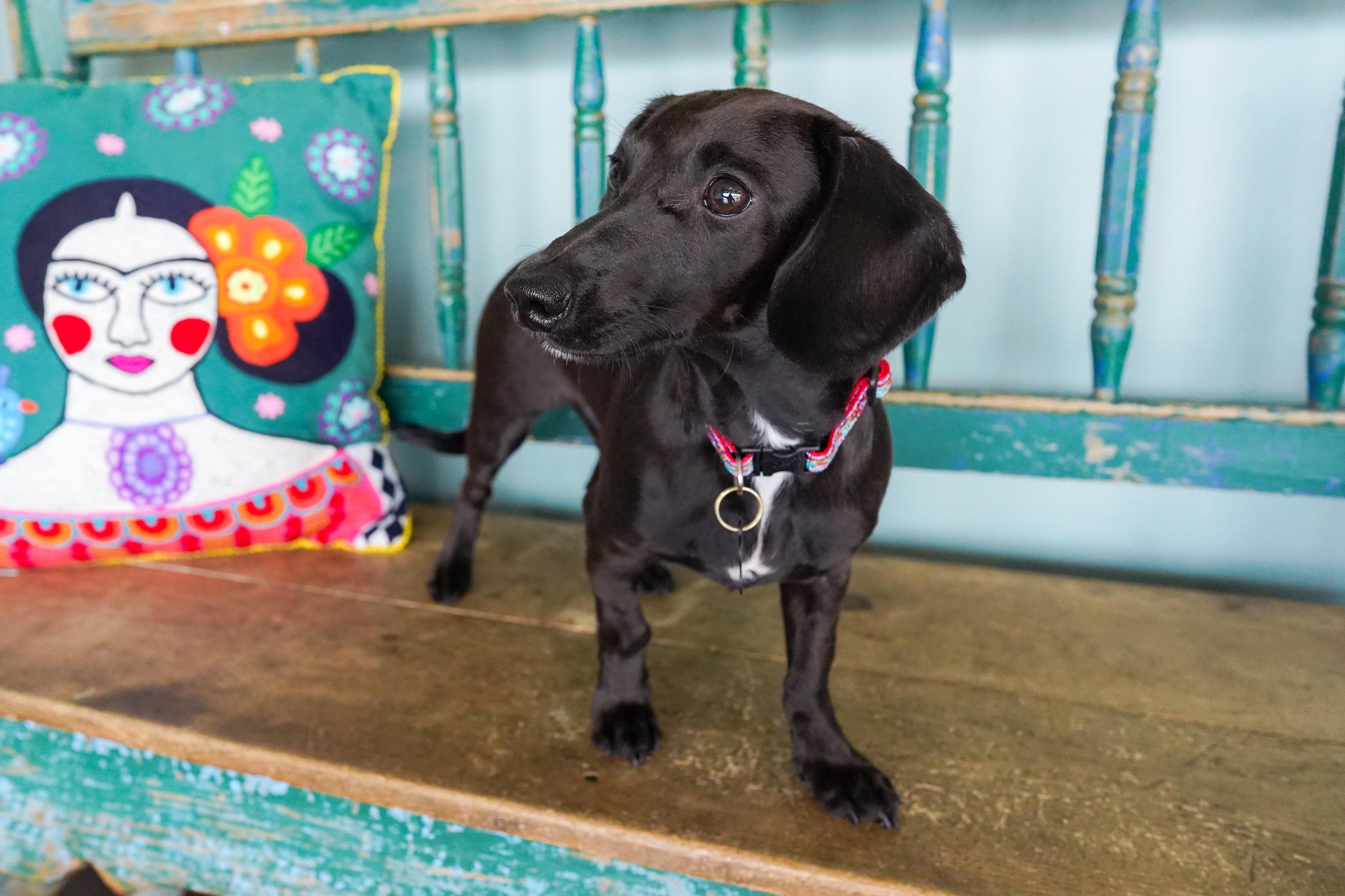Enlarge Periwinkle, a Adopted Dachshund in San Antonio, TX image 4/5