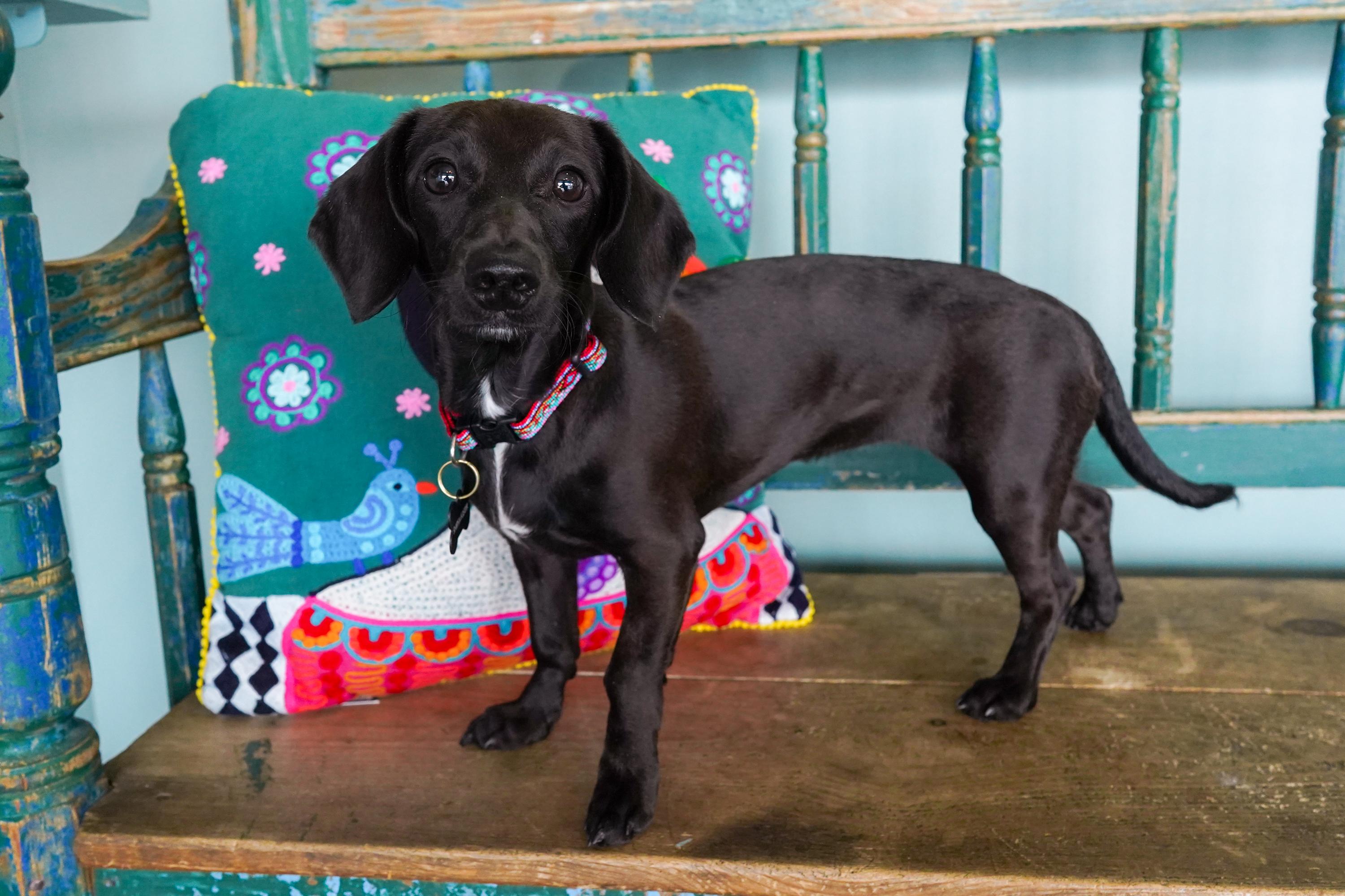 Enlarge Periwinkle, a Adopted Dachshund in San Antonio, TX image 1/5