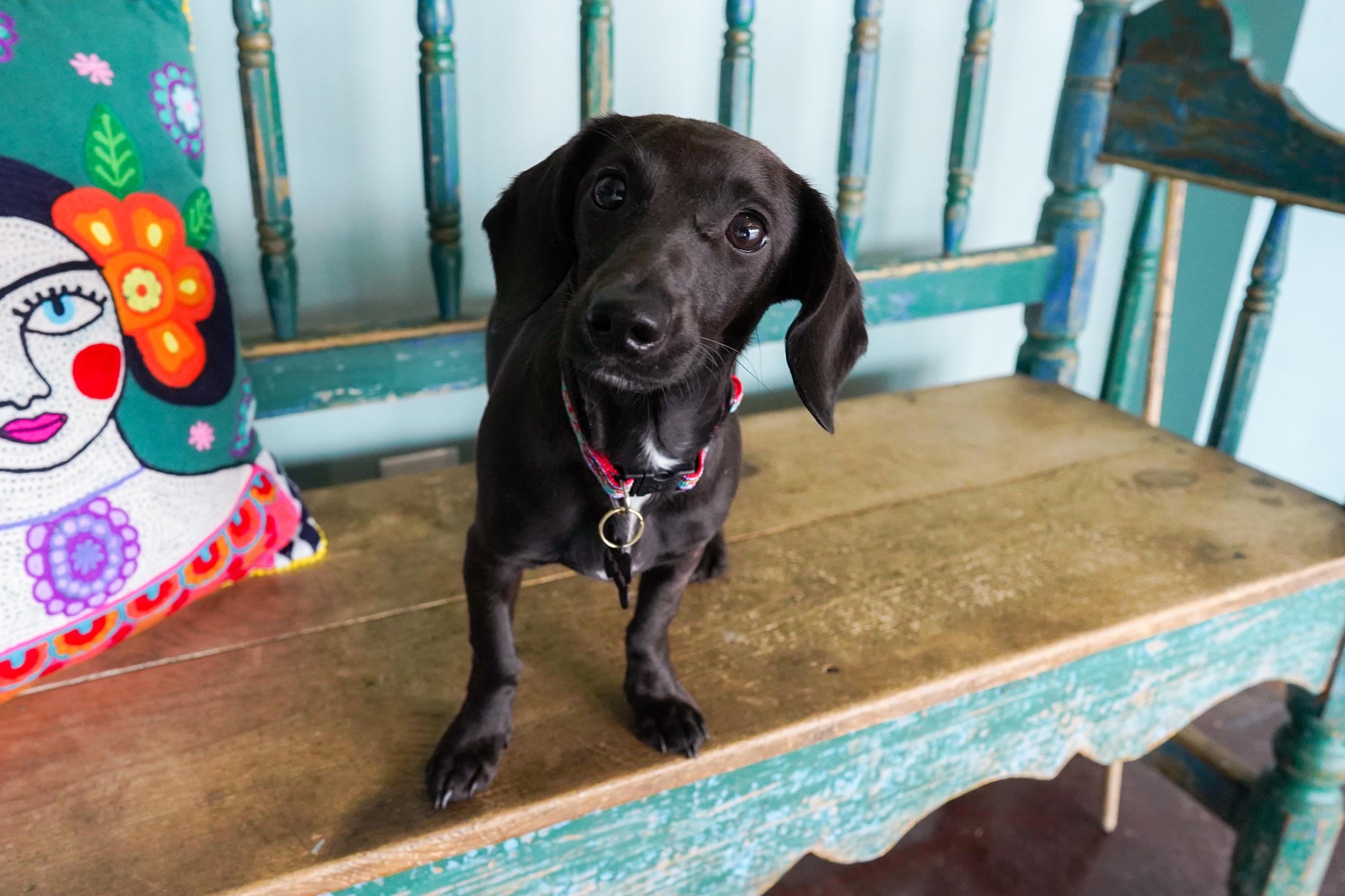 Enlarge Periwinkle, a Adopted Dachshund in San Antonio, TX image 2/5