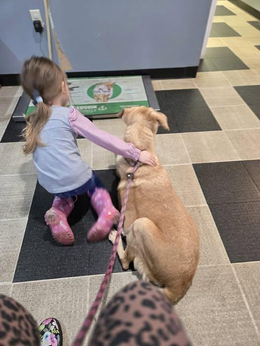 Paris, a Adoptable Yellow Labrador Retriever in Sweetwater, TN image 6/6