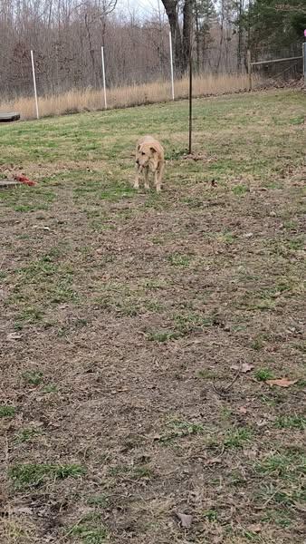 Paris, Adoptable, Senior Female Yellow Labrador Retriever.