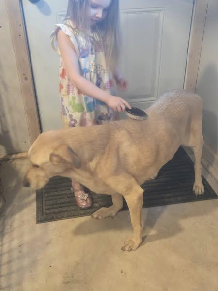 Paris, a Adoptable Yellow Labrador Retriever in Sweetwater, TN image 4/6