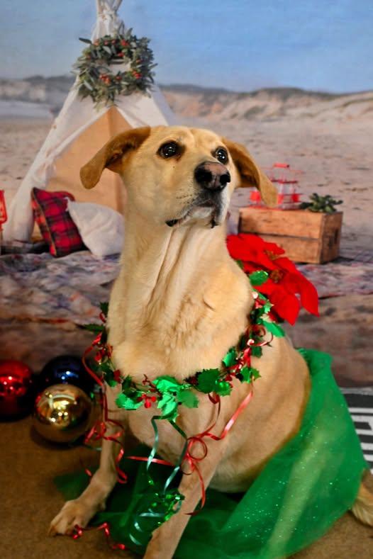 Paris, a Adoptable Yellow Labrador Retriever in Sweetwater, TN image 5/6