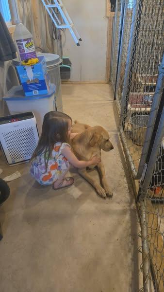 Paris, a Adoptable Yellow Labrador Retriever in Sweetwater, TN image 2/6