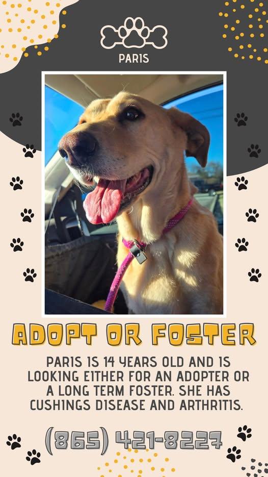 Paris, a Adoptable Yellow Labrador Retriever in Sweetwater, TN image 1/6