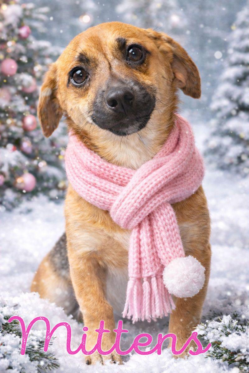 Enlarge Mittens (Winter litter), an adoptable mixed breed in Silvana, WA image 4/6