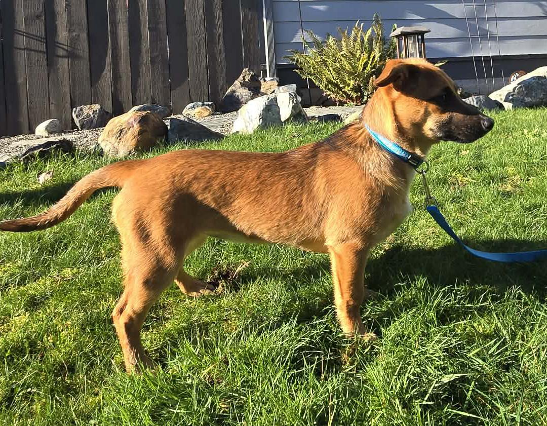 Enlarge Mittens (Winter litter), an adoptable mixed breed in Silvana, WA image 2/6