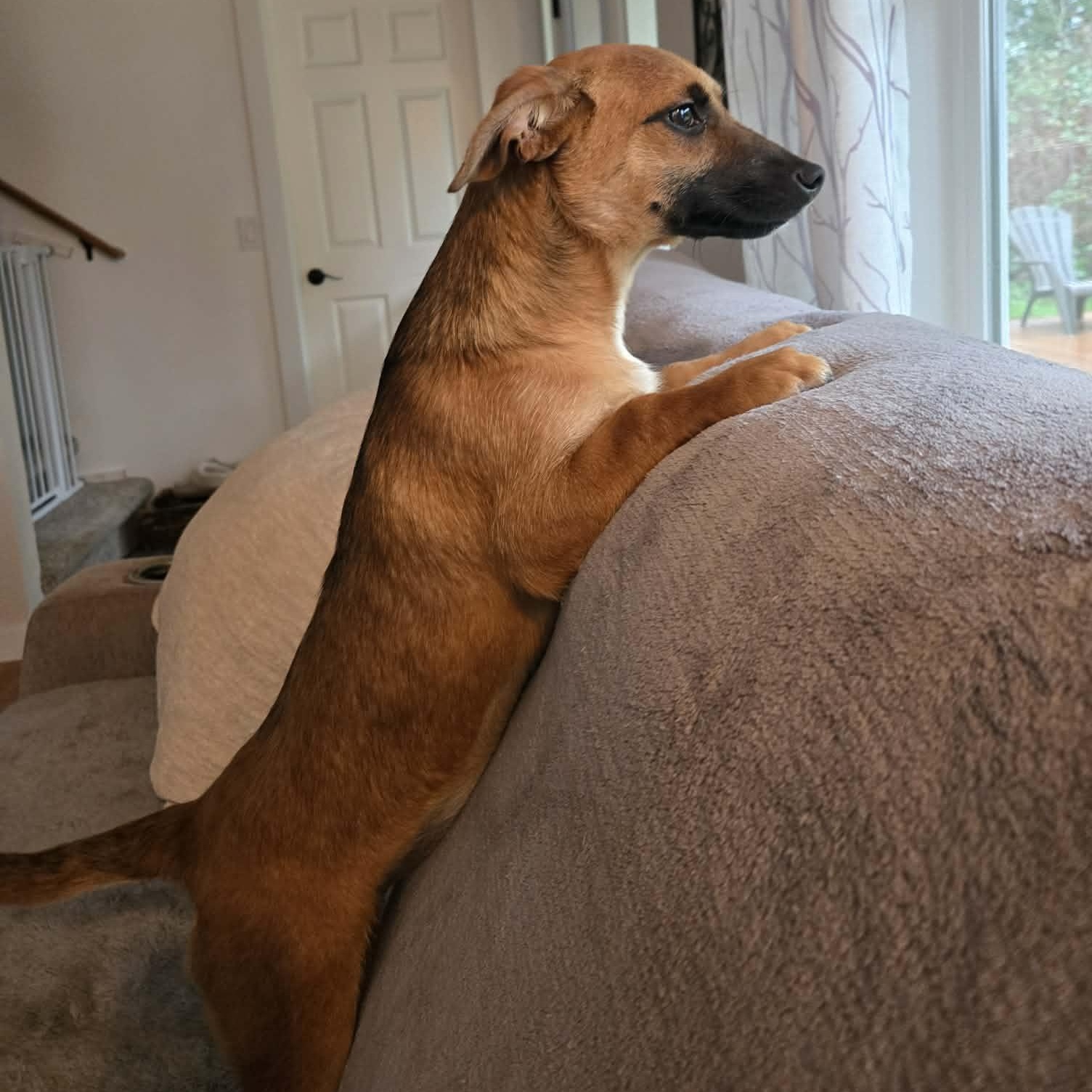 Enlarge Mittens (Winter litter), an adoptable mixed breed in Silvana, WA image 3/6