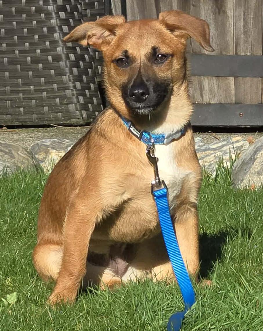 Mittens (Winter litter), adoptable, Puppy Female Chihuahua & Belgian Shepherd / Malinois.