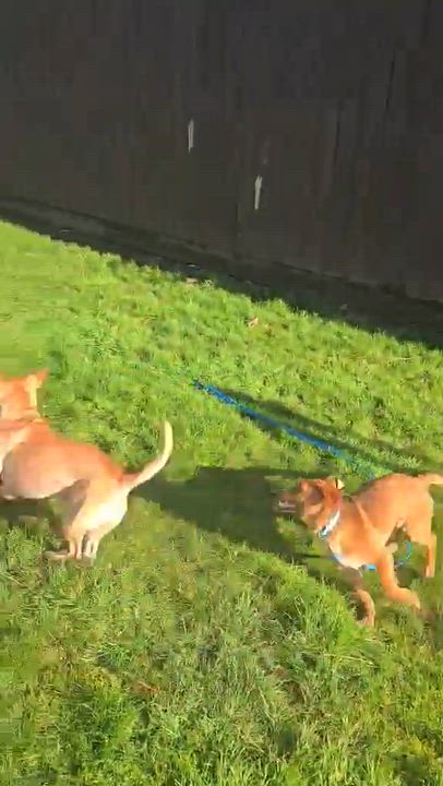 Enlarge Mittens (Winter litter), an adoptable mixed breed in Silvana, WA video 5/6